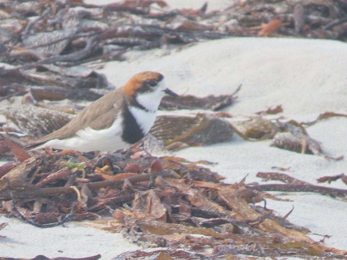 Two-banded Plover - ML611178530