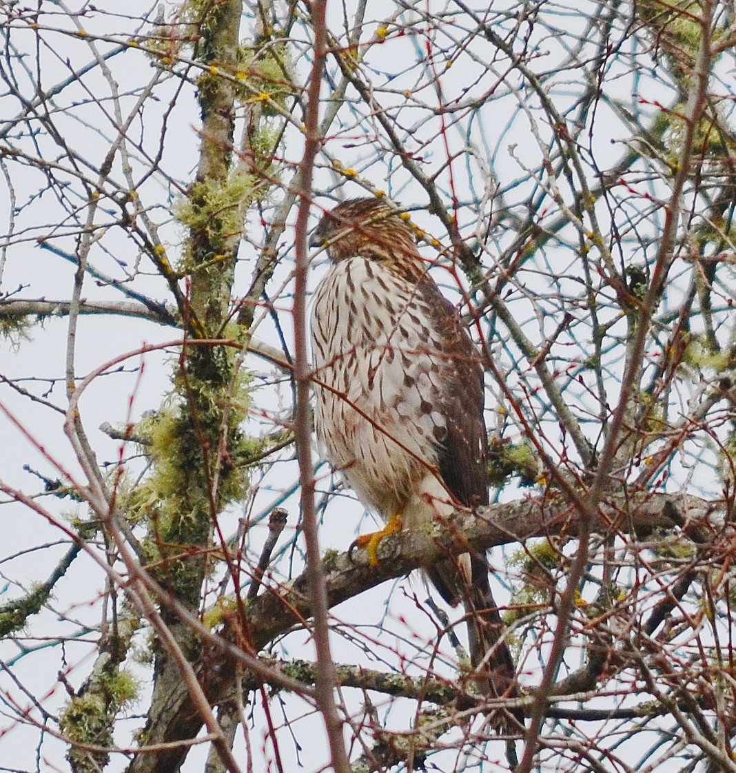 Cooper's Hawk - John Ritchie