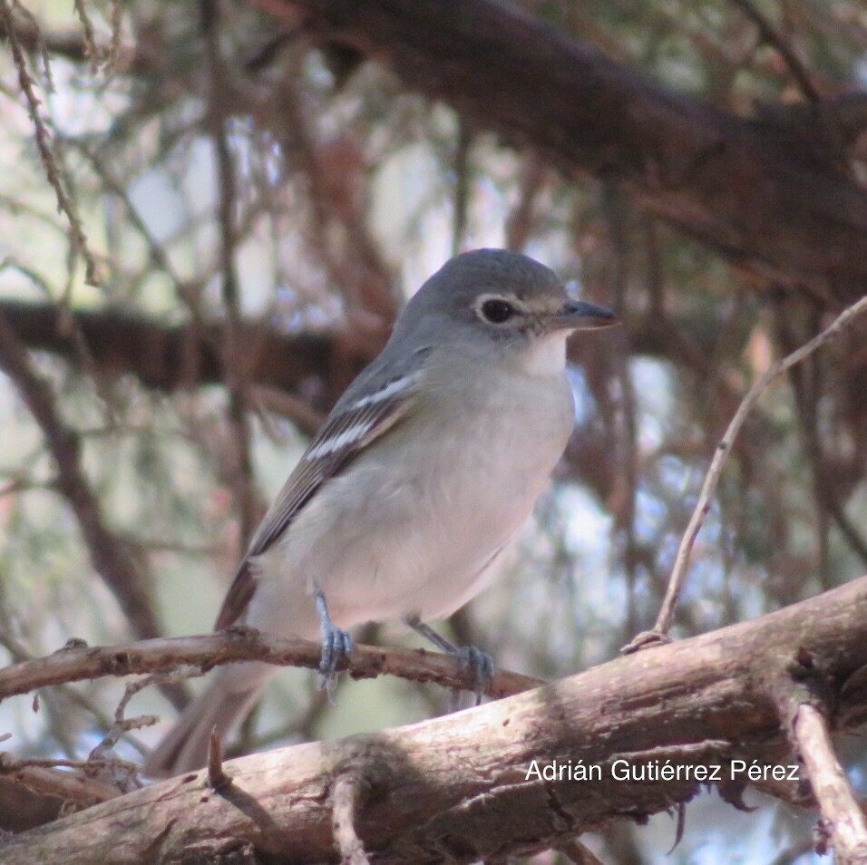 Vireo Plomizo - ML611178543