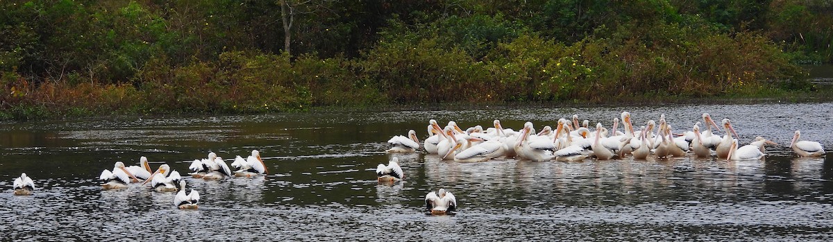 American White Pelican - ML611178658