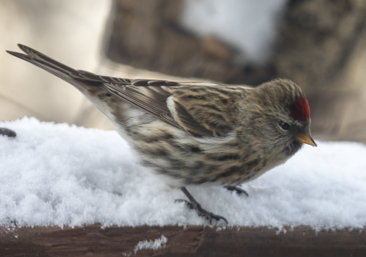 Common Redpoll - Anonymous