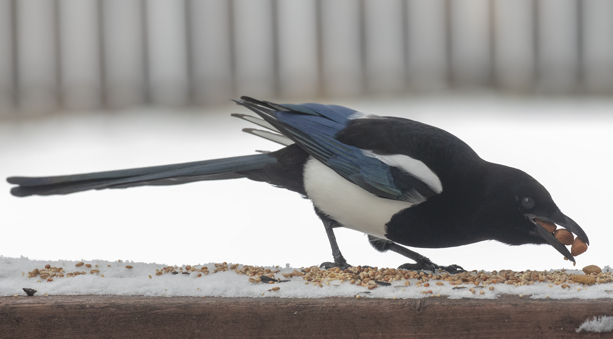 Black-billed Magpie - Anonymous