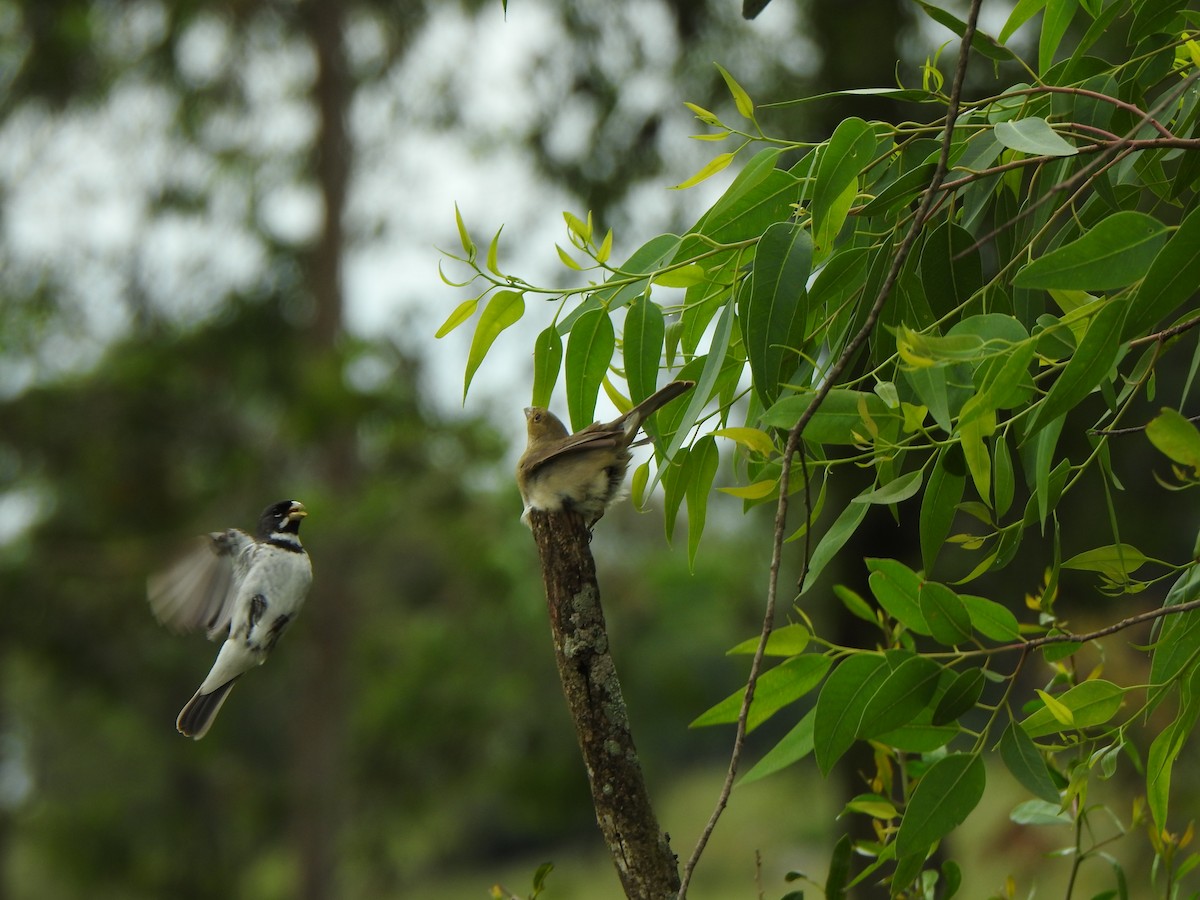 Double-collared Seedeater - Silvia Viazzo