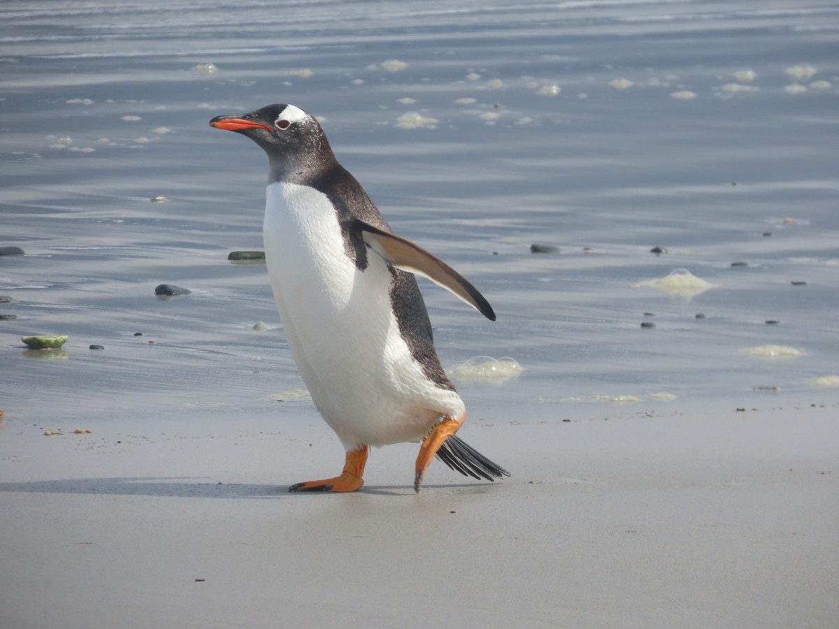 Gentoo Penguin - ML611178703