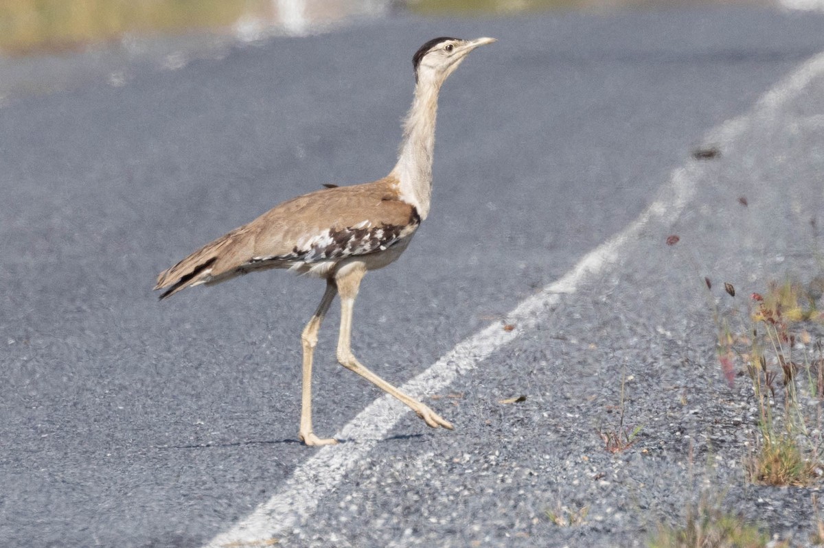 Australian Bustard - ML611178717