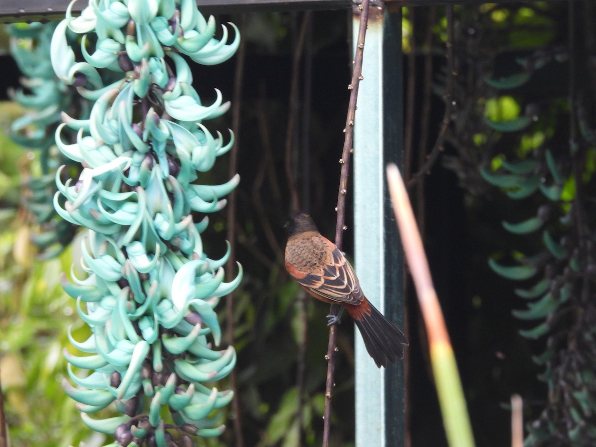 Orchard Oriole - Bosco Greenhead