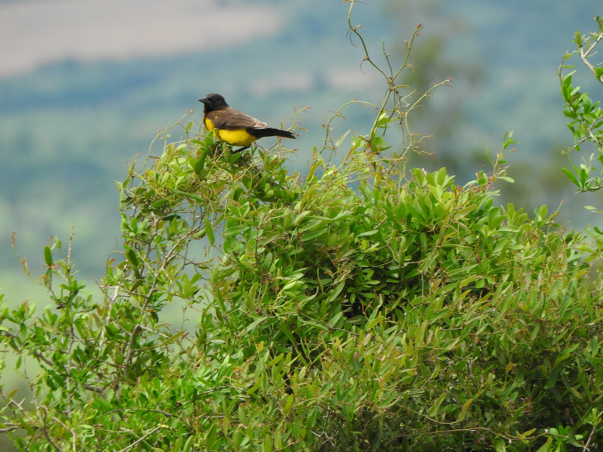 Yellow-rumped Marshbird - Silvia Viazzo