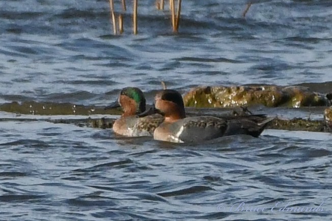 Green-winged Teal - ML611178767