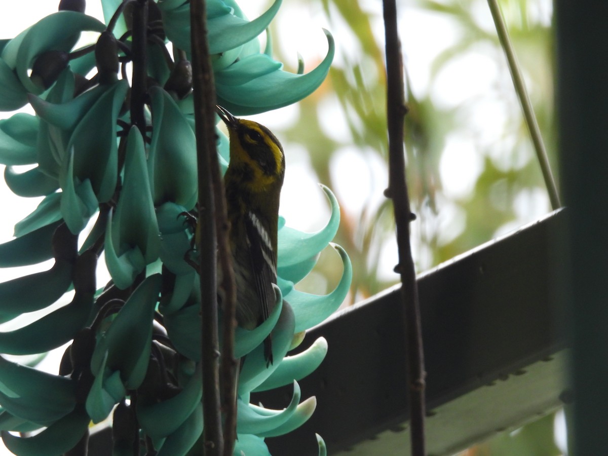 Townsend's Warbler - Bosco Greenhead