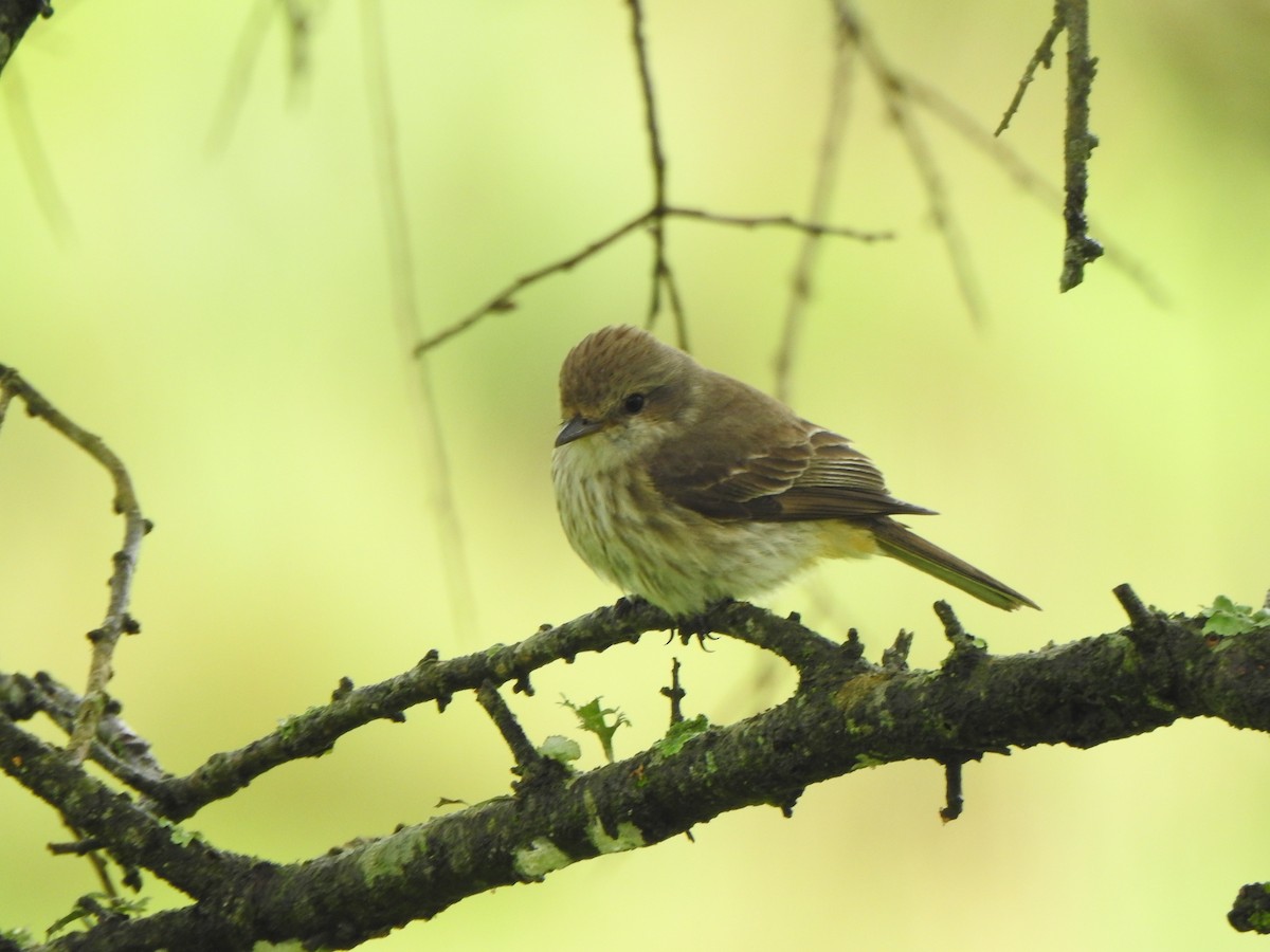 Vermilion Flycatcher - ML611178849