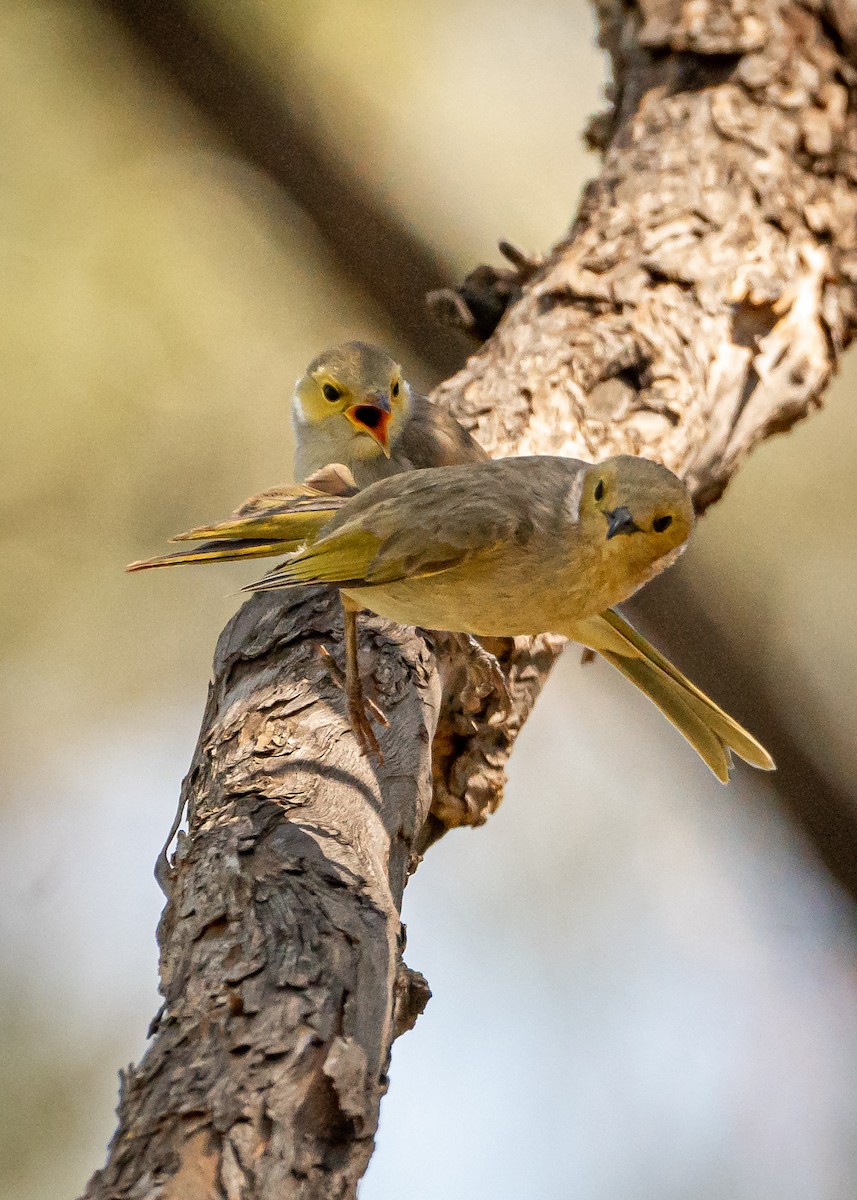 White-plumed Honeyeater - Ben Milbourne