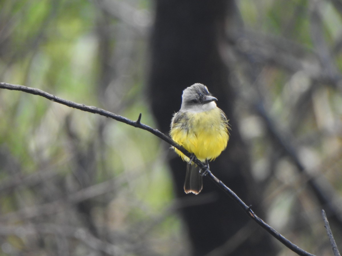 Tropical Kingbird - ML611178873