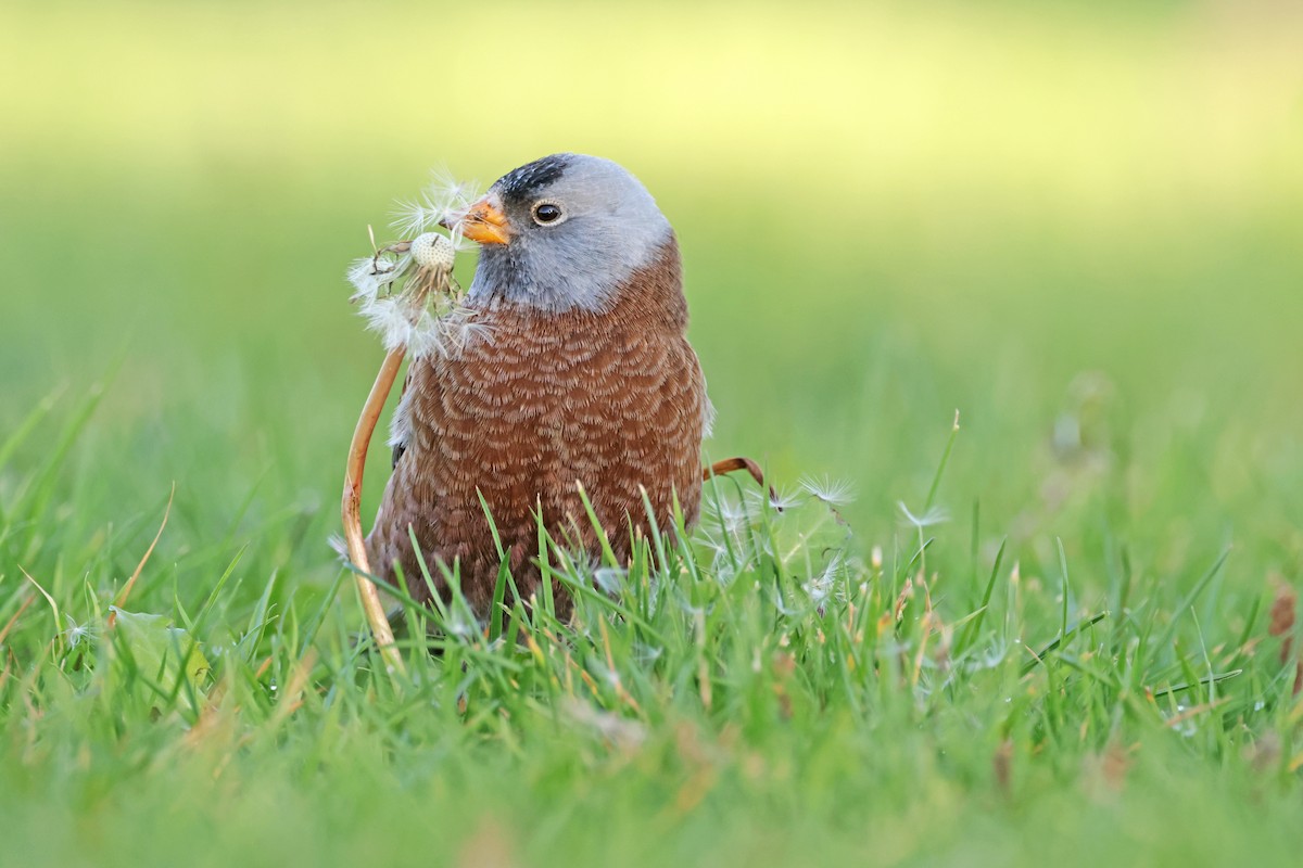 Gray-crowned Rosy-Finch (Hepburn's) - ML611178876