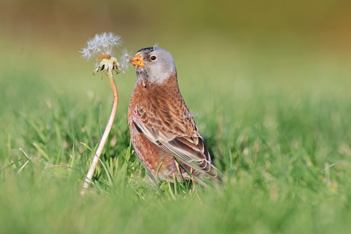 Gray-crowned Rosy-Finch (Hepburn's) - ML611178889