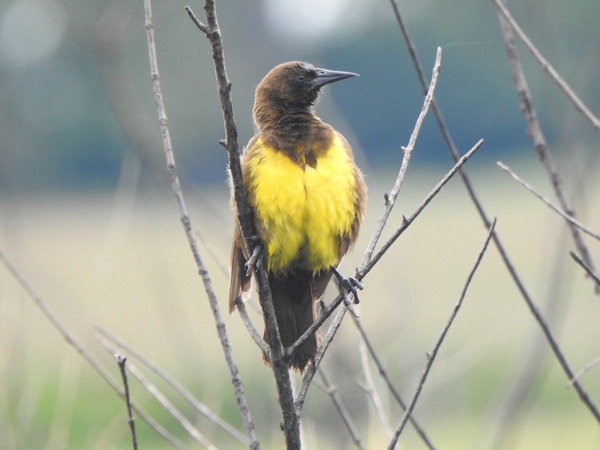 Brown-and-yellow Marshbird - Silvia Viazzo