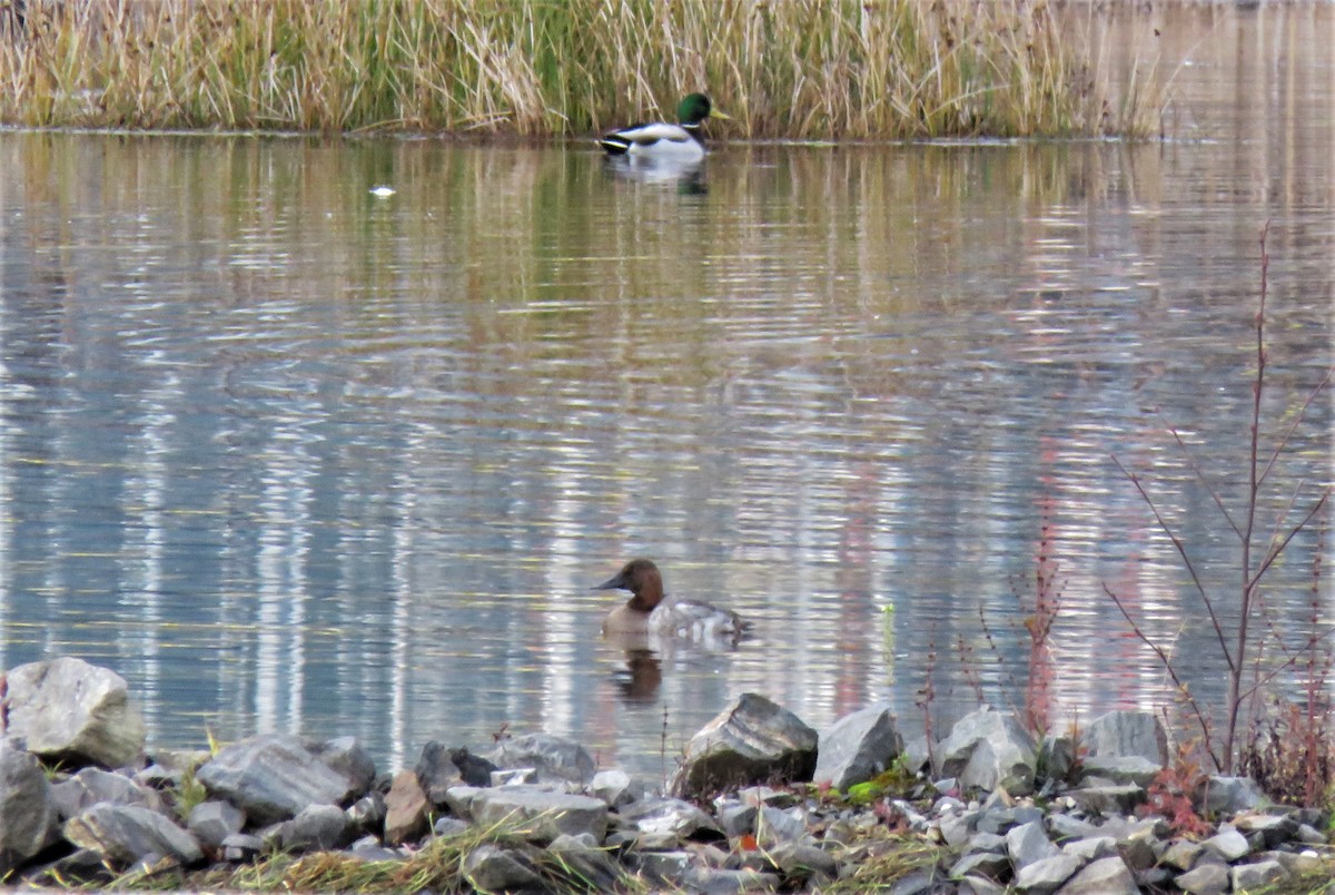 Canvasback - ML611178907