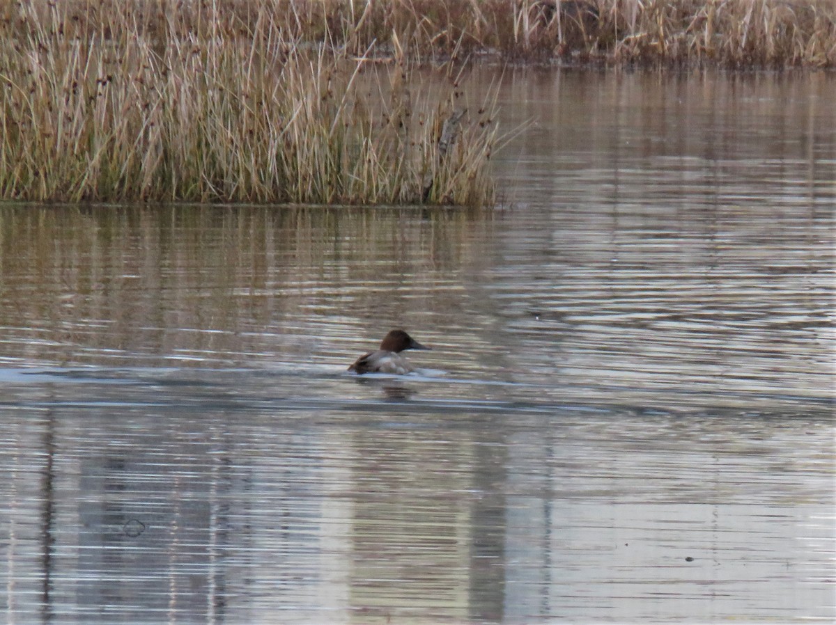 Canvasback - ML611178908