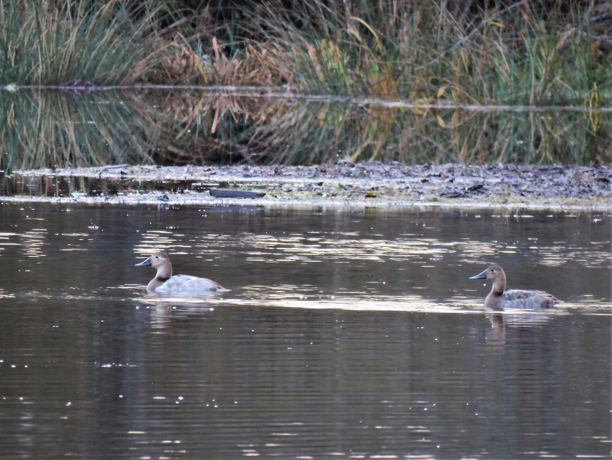 Canvasback - ML611178909