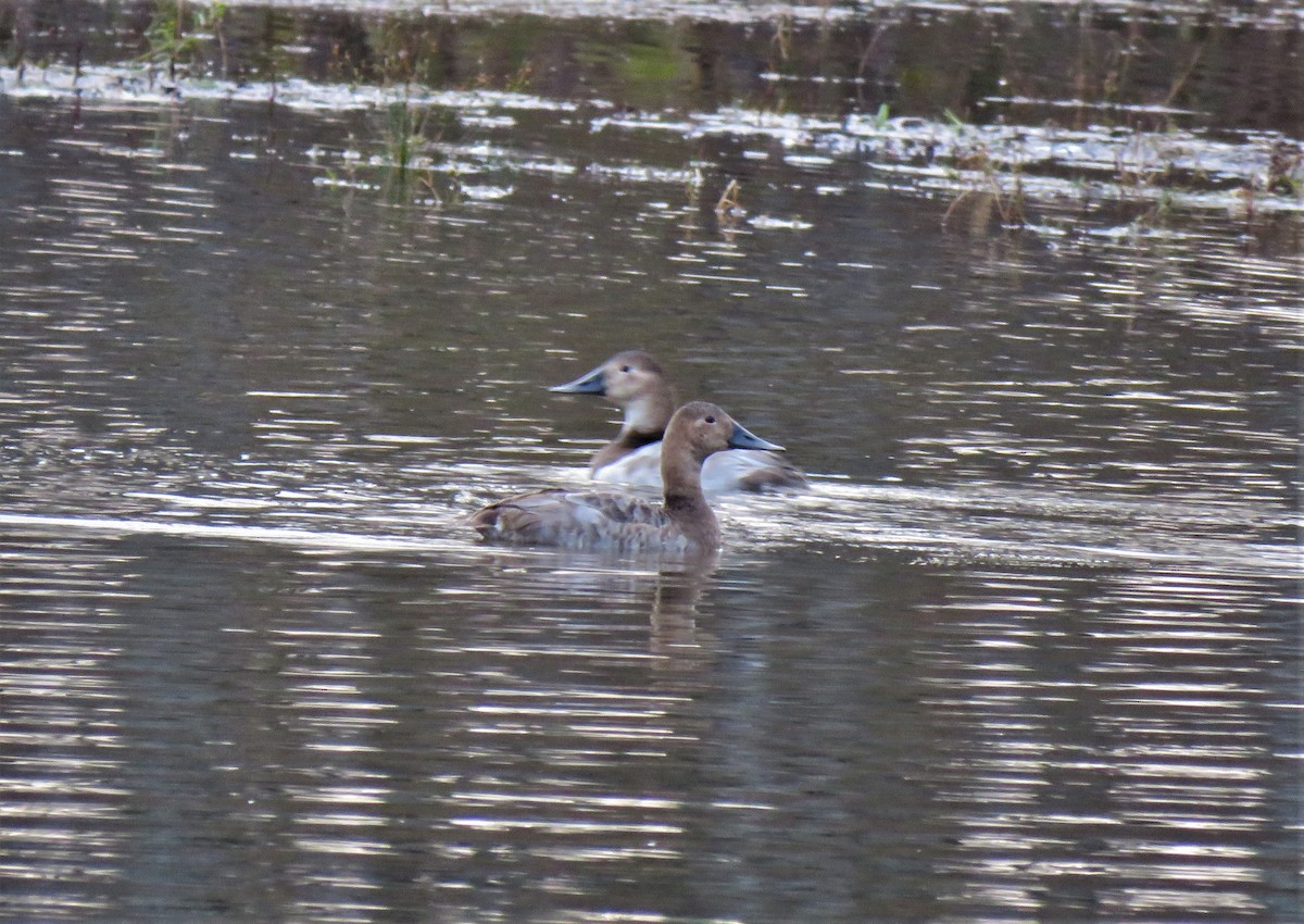 Canvasback - ML611178910