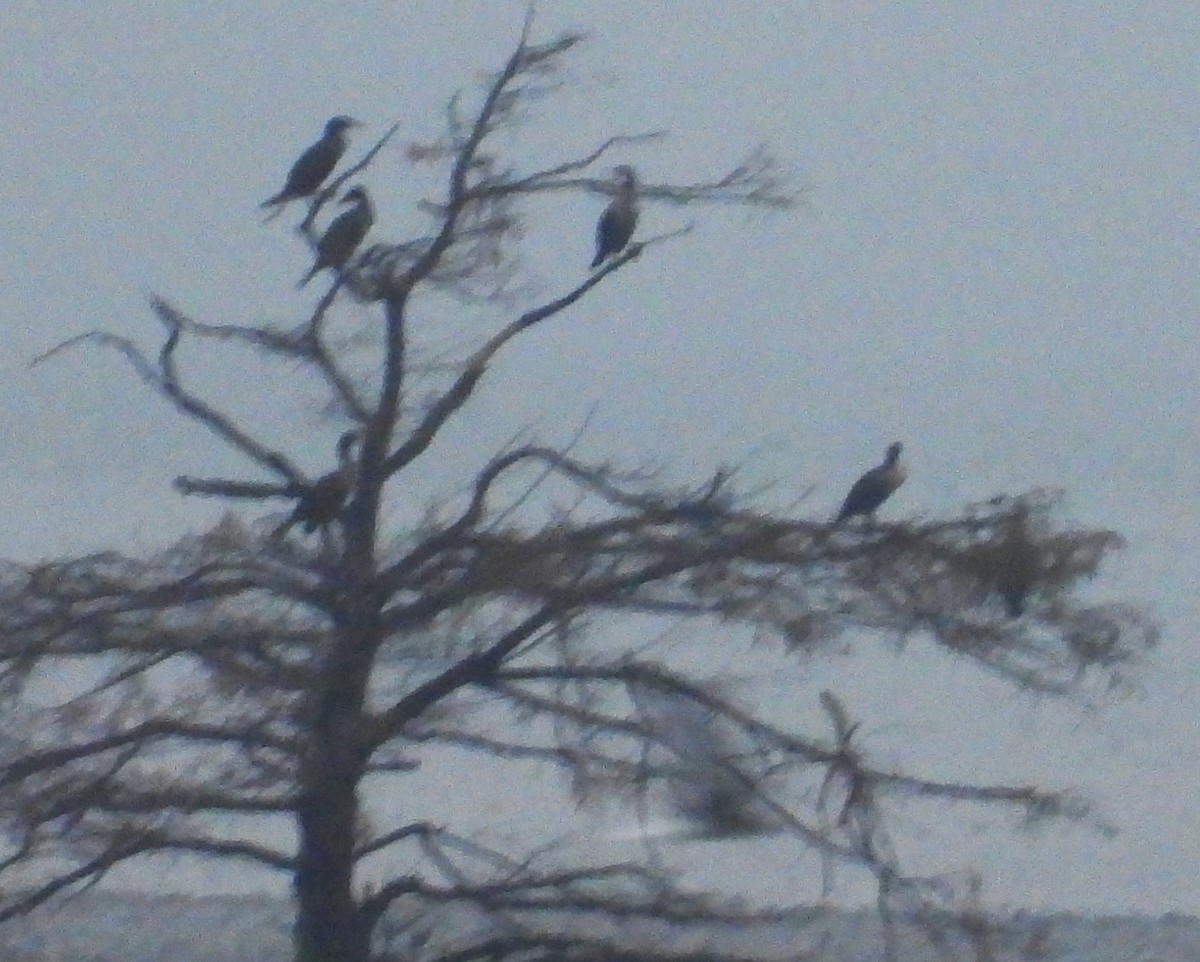 Double-crested Cormorant - ML611178947