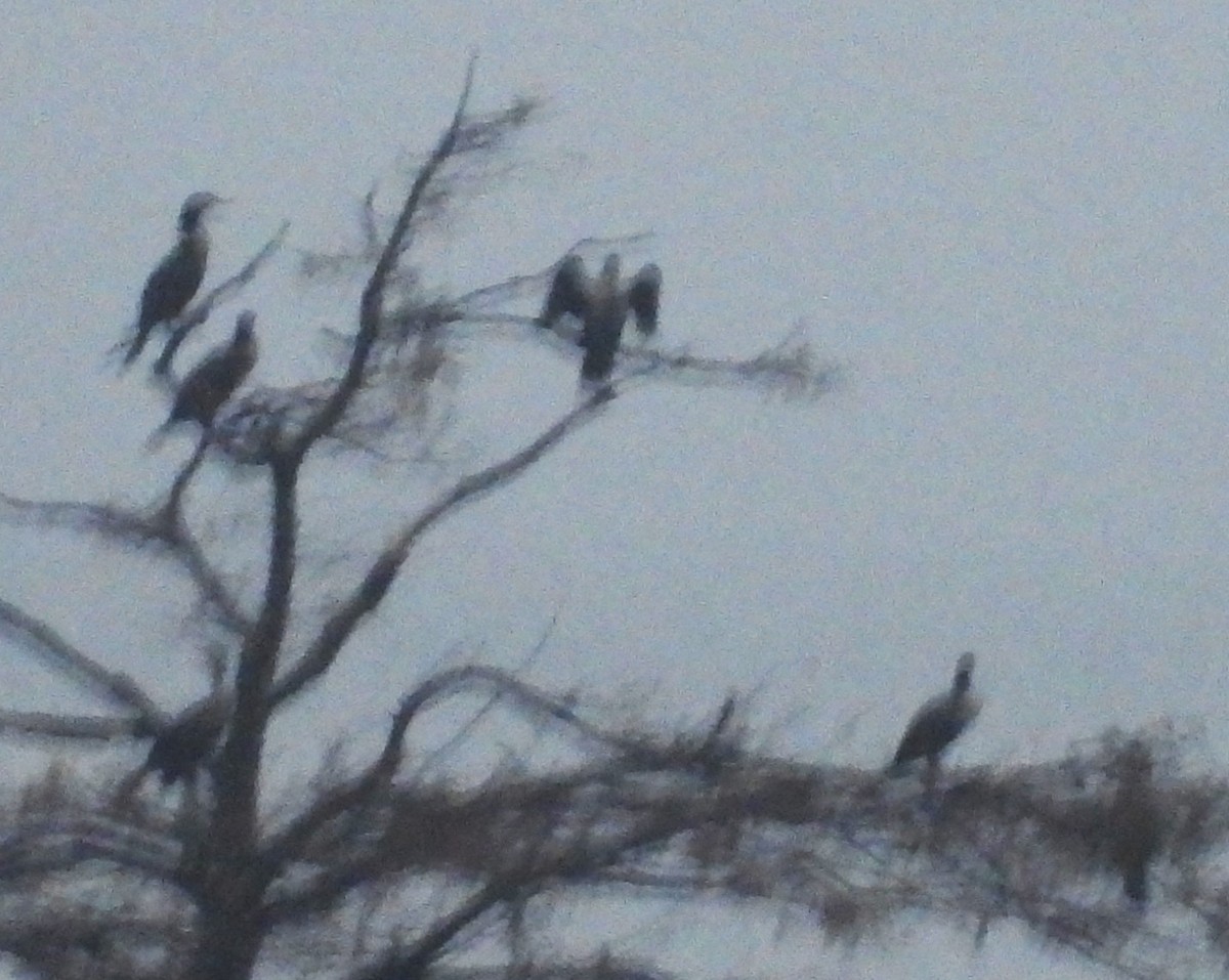 Double-crested Cormorant - ML611178948