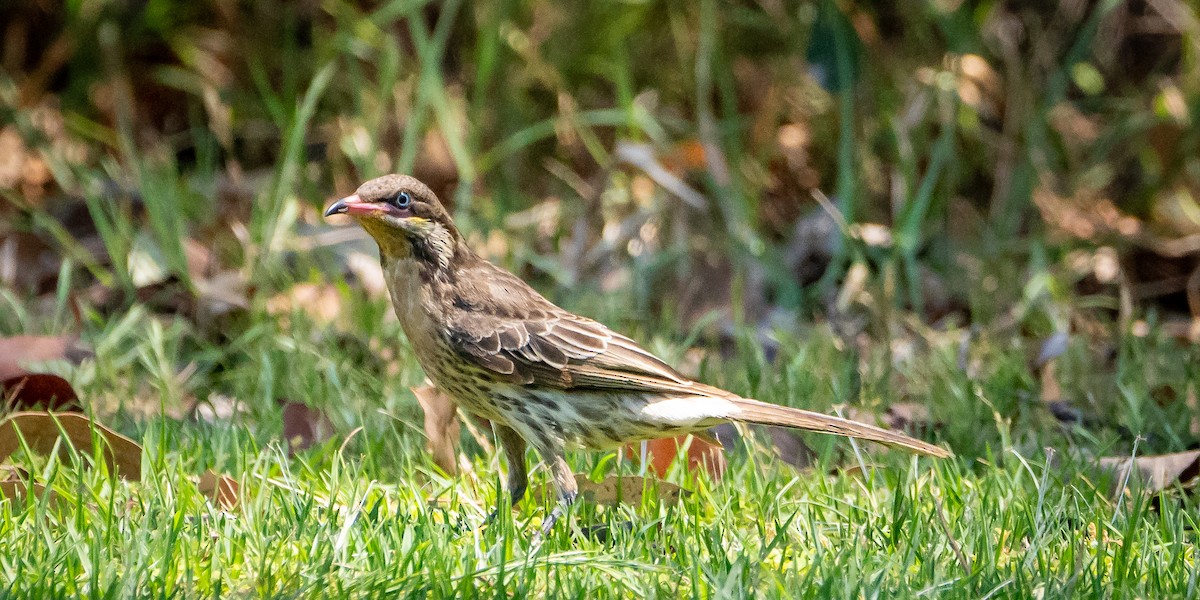 Spiny-cheeked Honeyeater - ML611178960