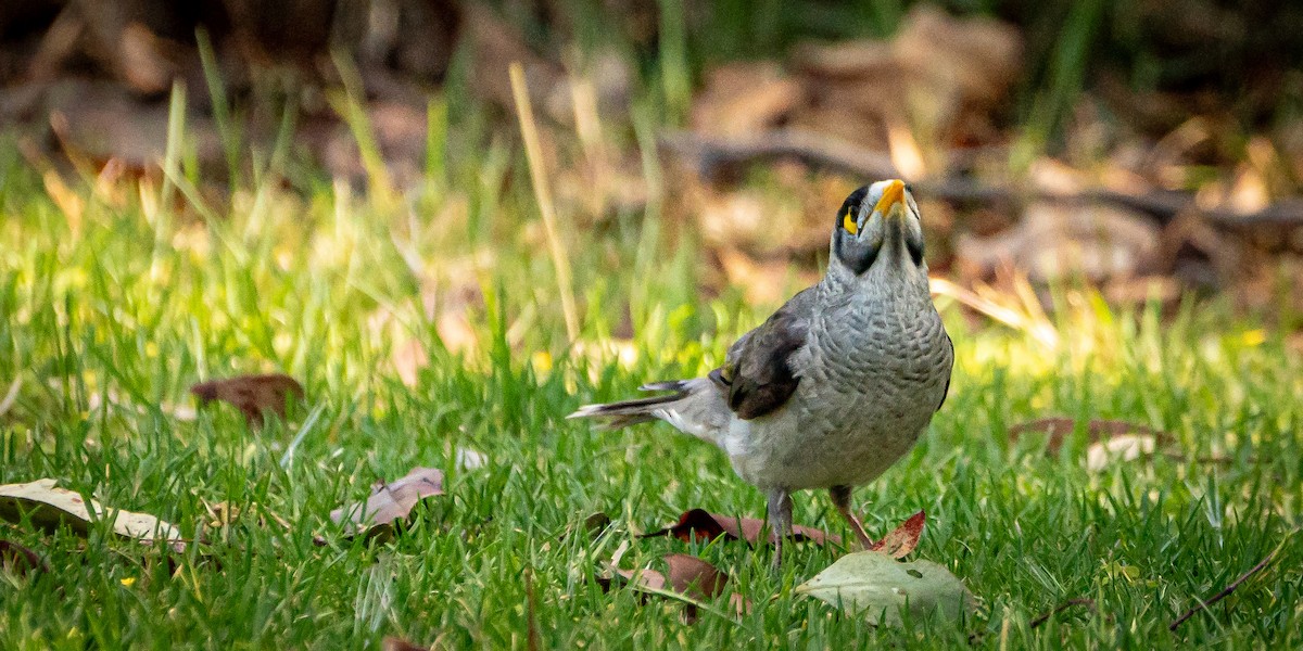 Noisy Miner - Ben Milbourne