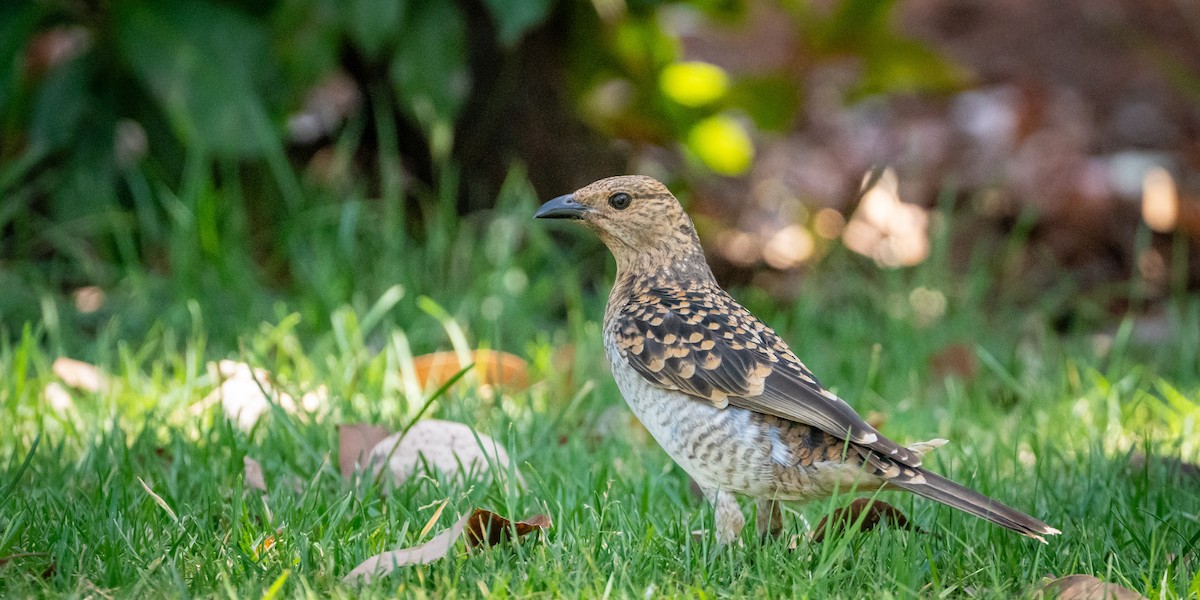 Spotted Bowerbird - ML611178981