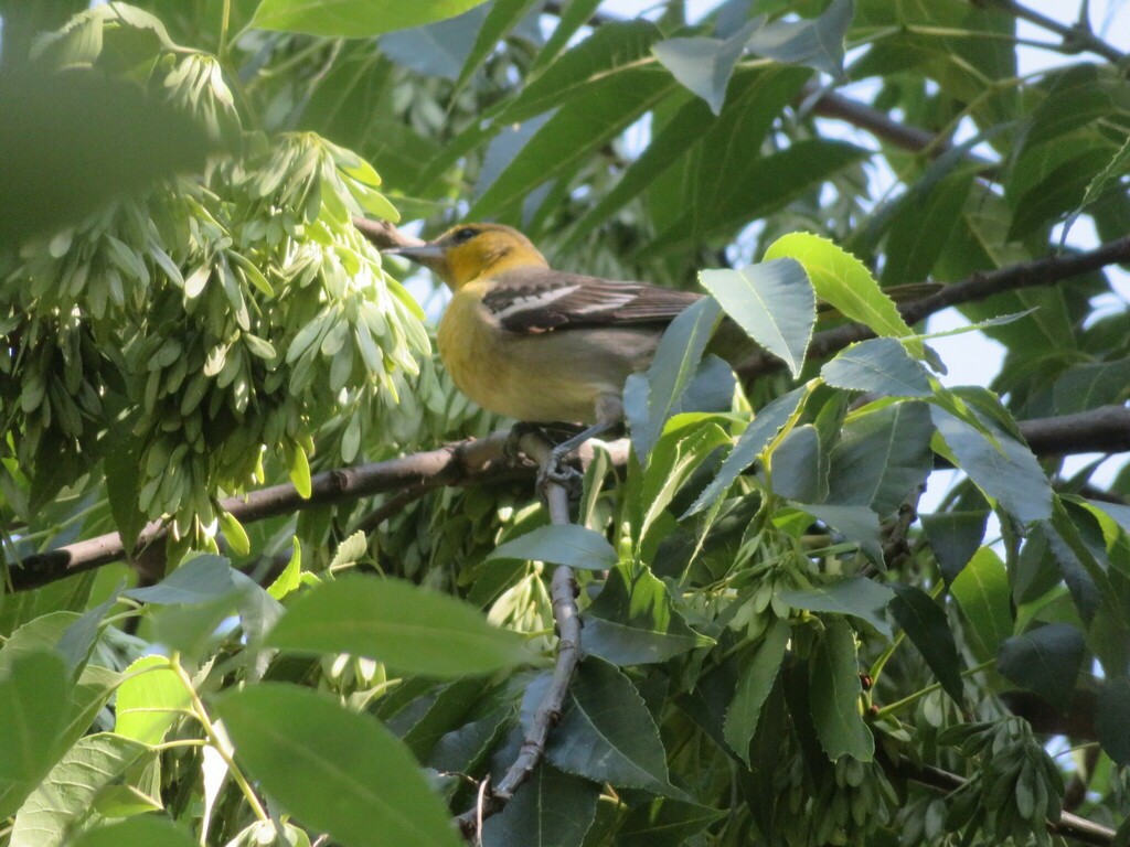 Bullock's Oriole - Adrián Gutiérrez y Morelia Amante