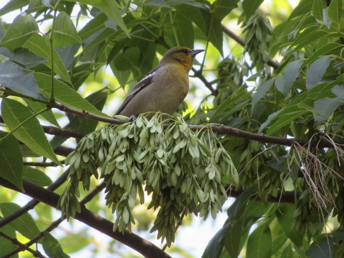 Oriole de Bullock - ML611179108