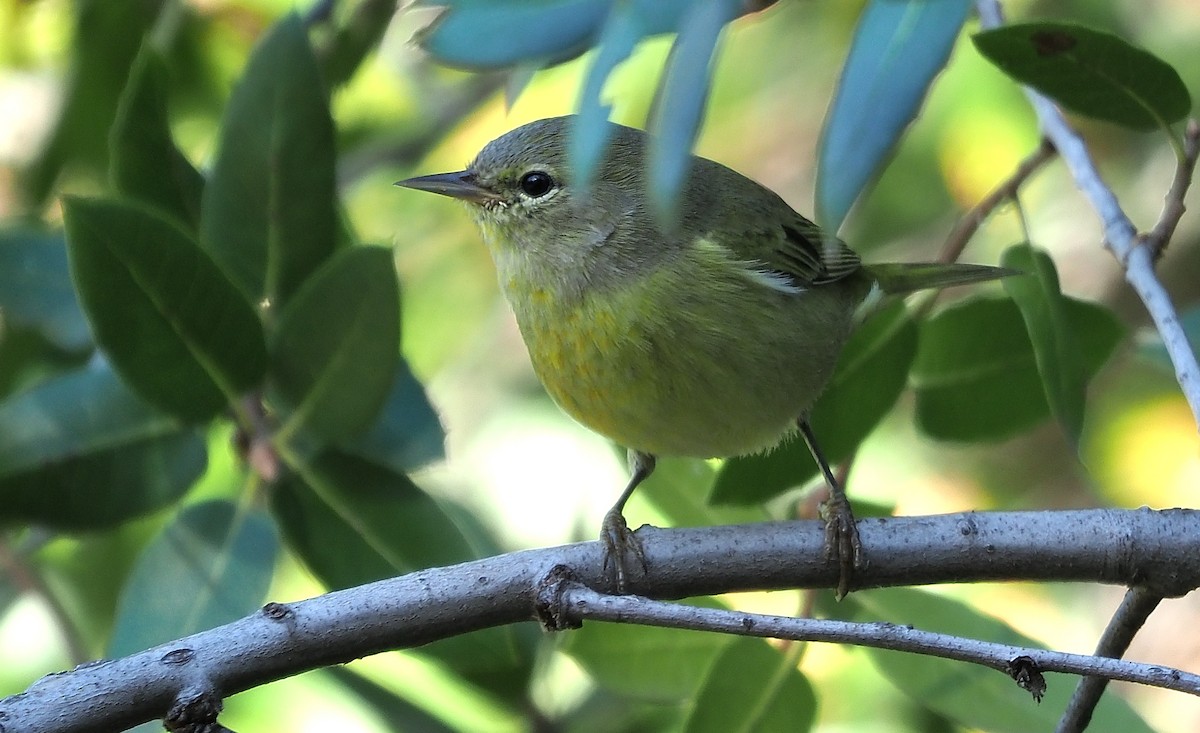 Orange-crowned Warbler (orestera) - ML611179210