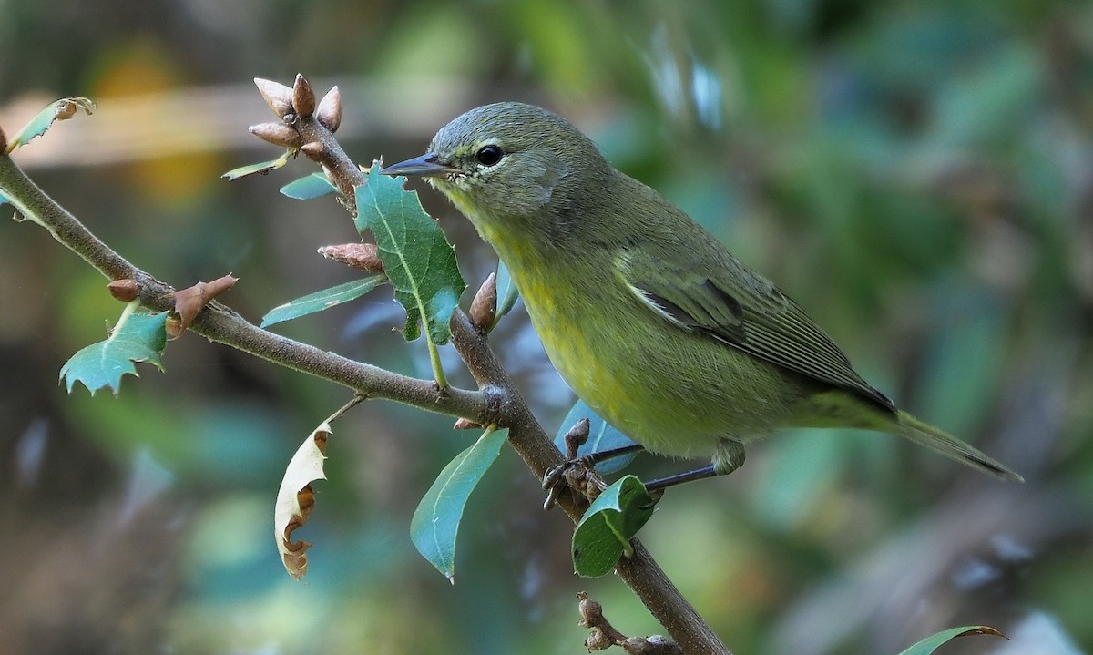 Orange-crowned Warbler (orestera) - Aidan Brubaker