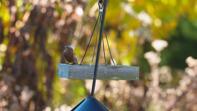 Gray-crowned Rosy-Finch - ML611179237