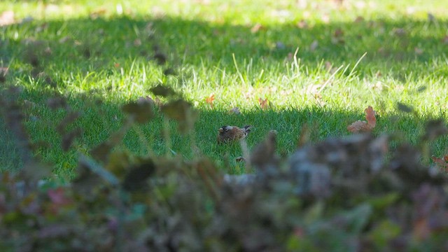 Gray-crowned Rosy-Finch - ML611179246