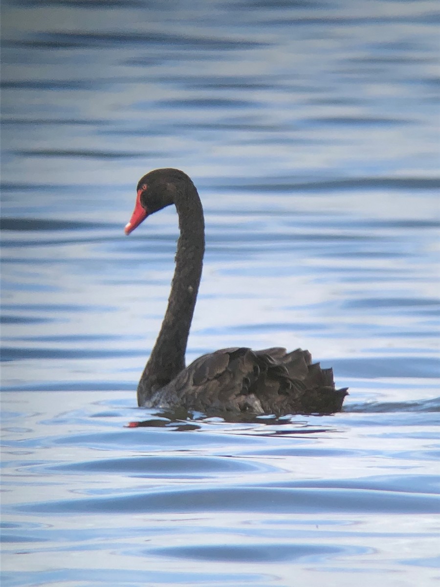 Black Swan - ML611179248