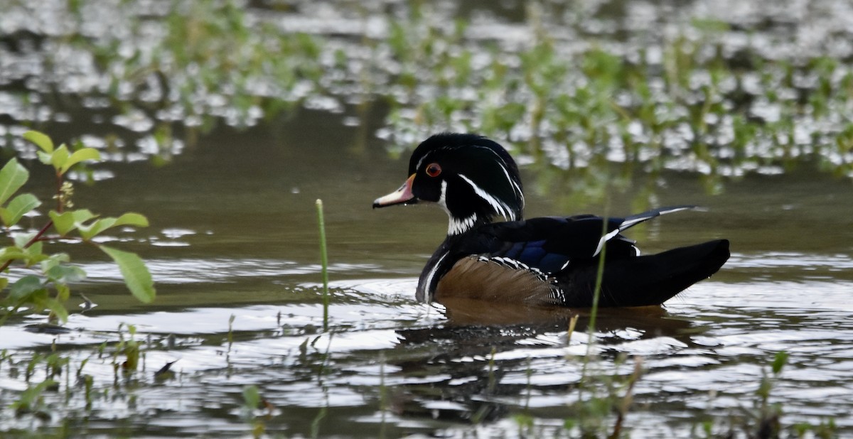 Wood Duck - ML611179272