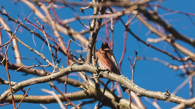 Gray-crowned Rosy-Finch - ML611179284