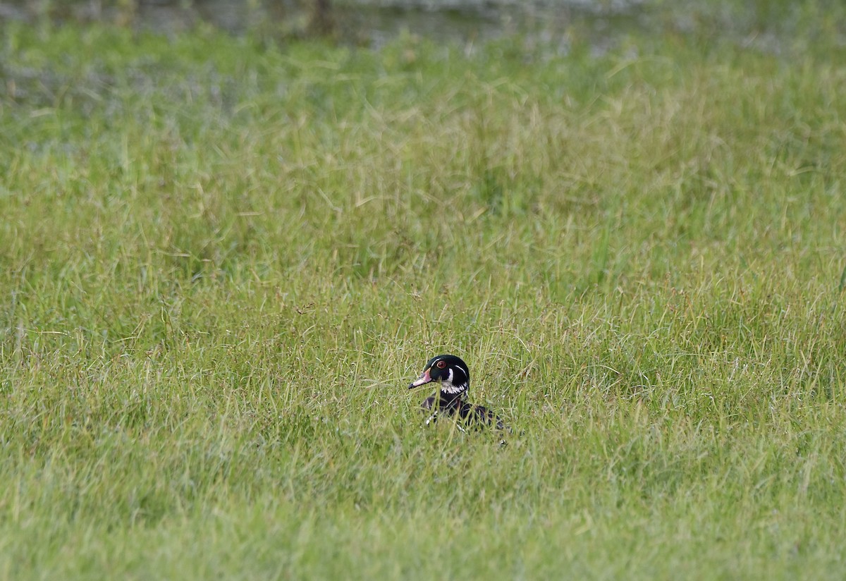 Wood Duck - ML611179290