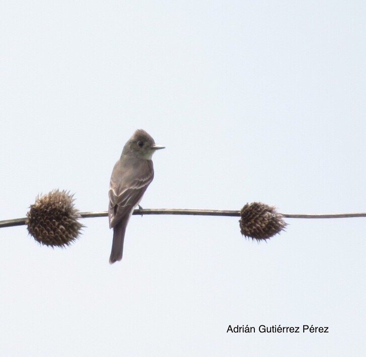 Western Wood-Pewee - ML611179300