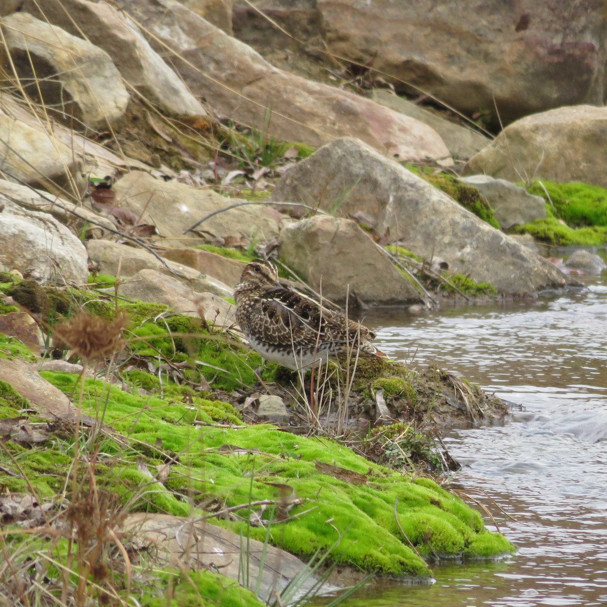 Wilson's Snipe - David Stone