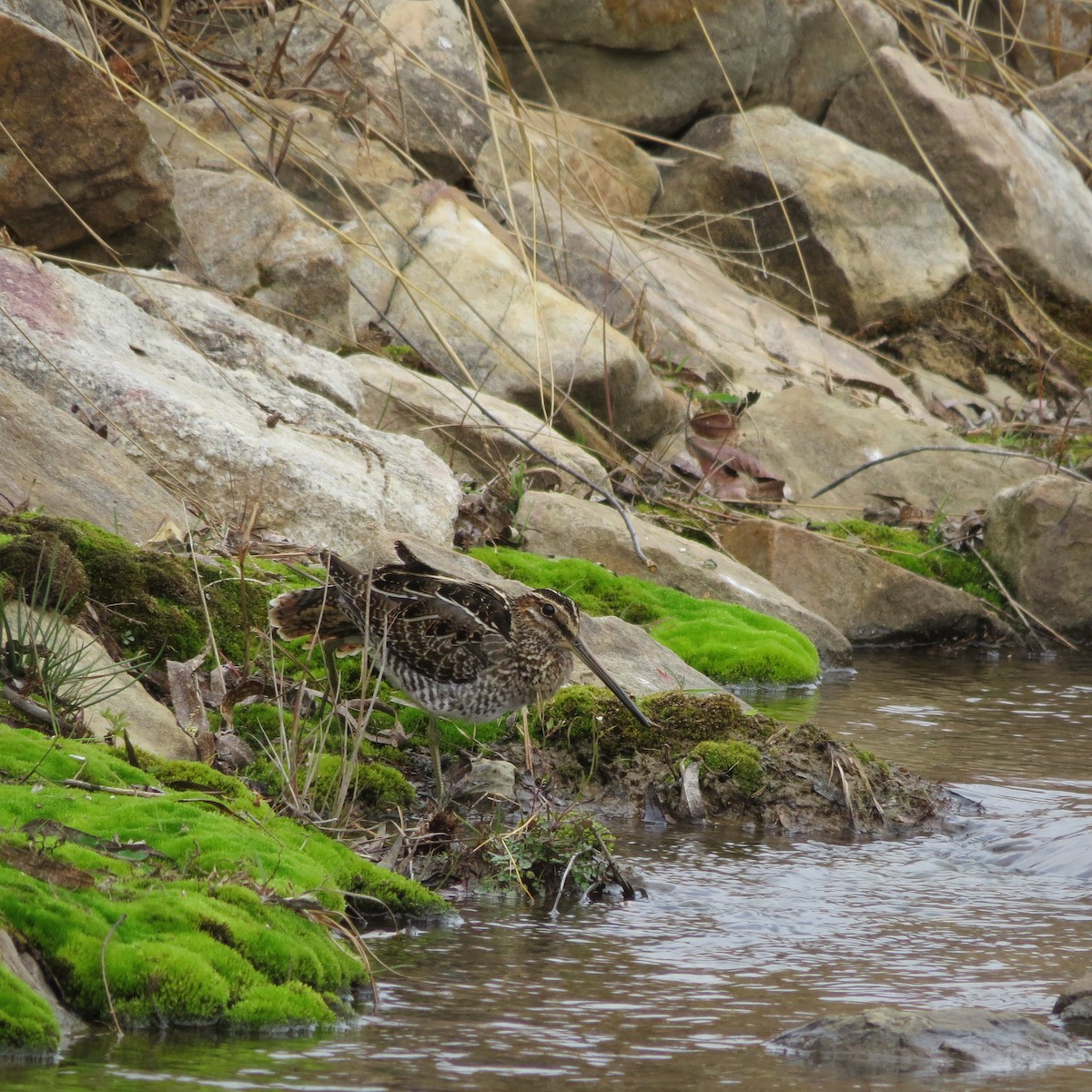 Wilson's Snipe - ML611179424