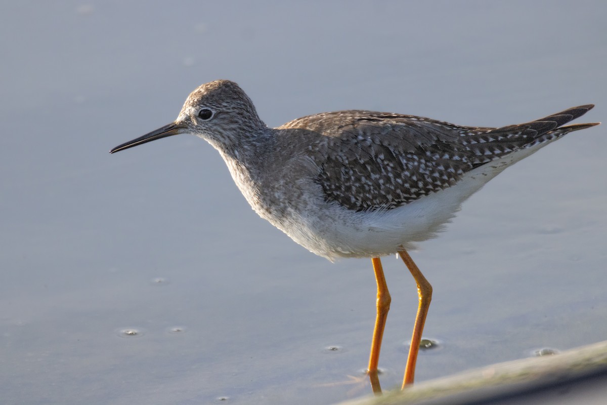 Lesser Yellowlegs - ML611179473