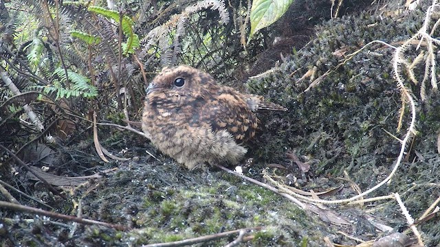 Swallow-tailed Nightjar - ML611179476