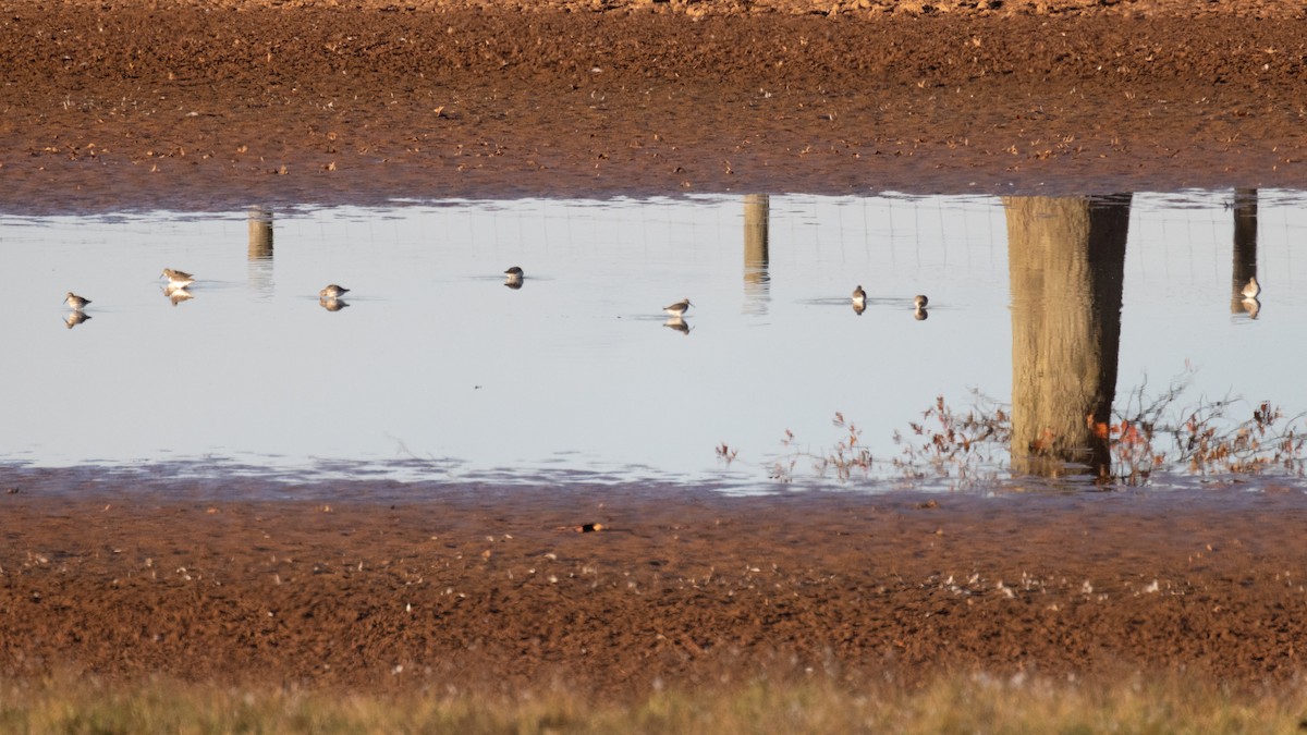 Dunlin - ML611179483