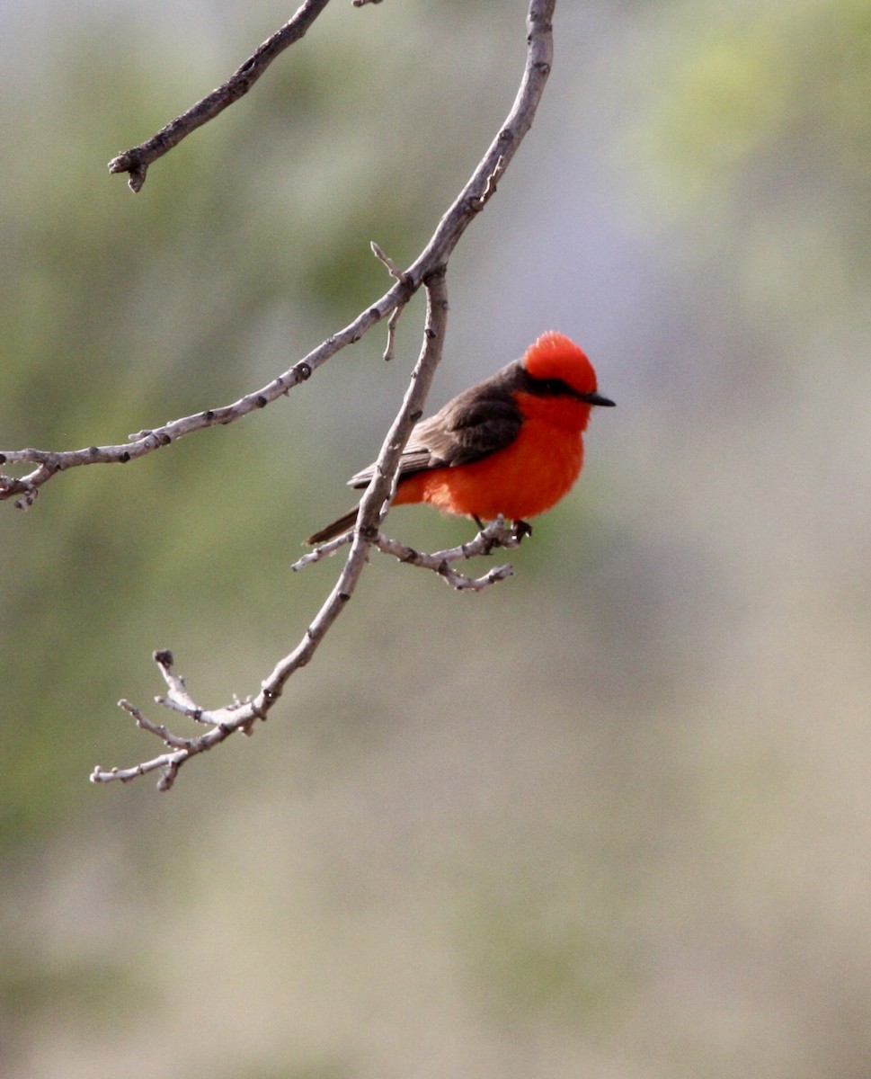 Vermilion Flycatcher - ML611179494