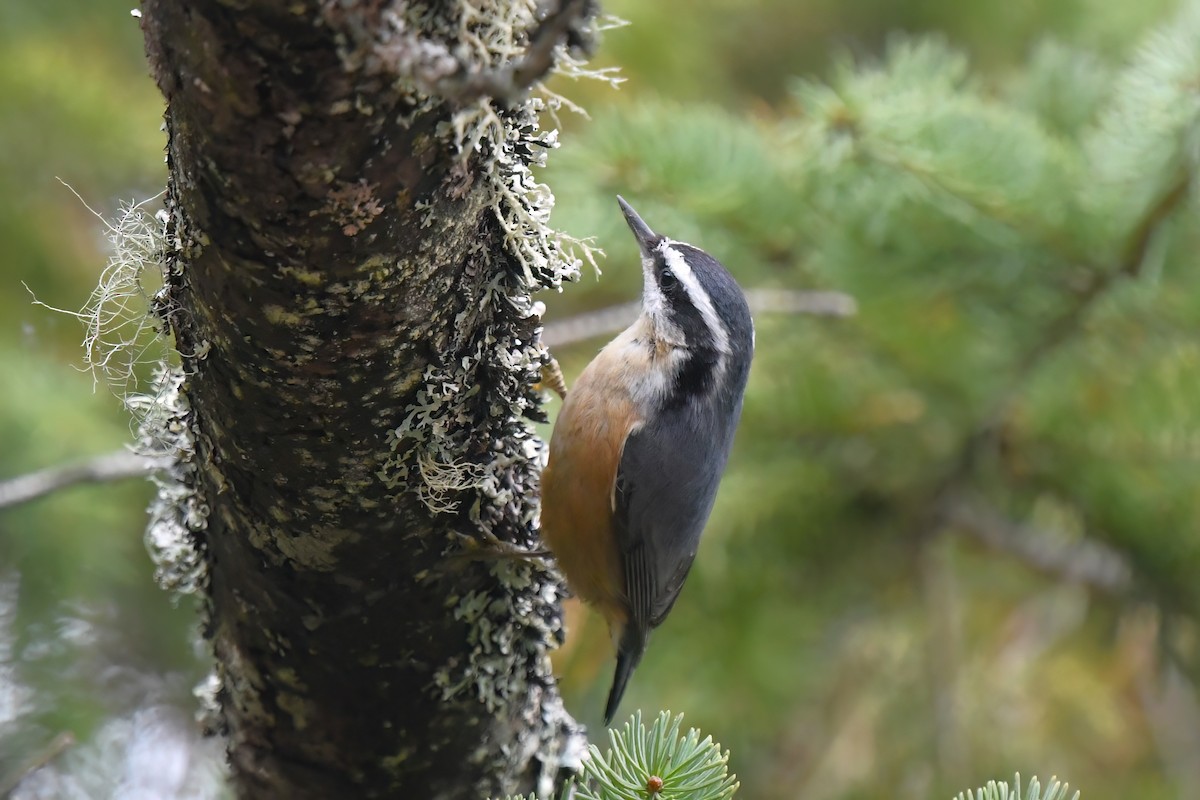 Red-breasted Nuthatch - ML611179694