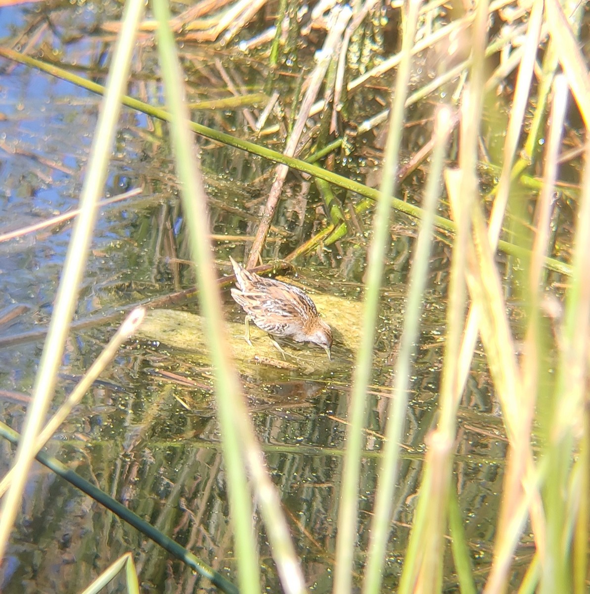 Baillon's Crake - Praveen Bennur