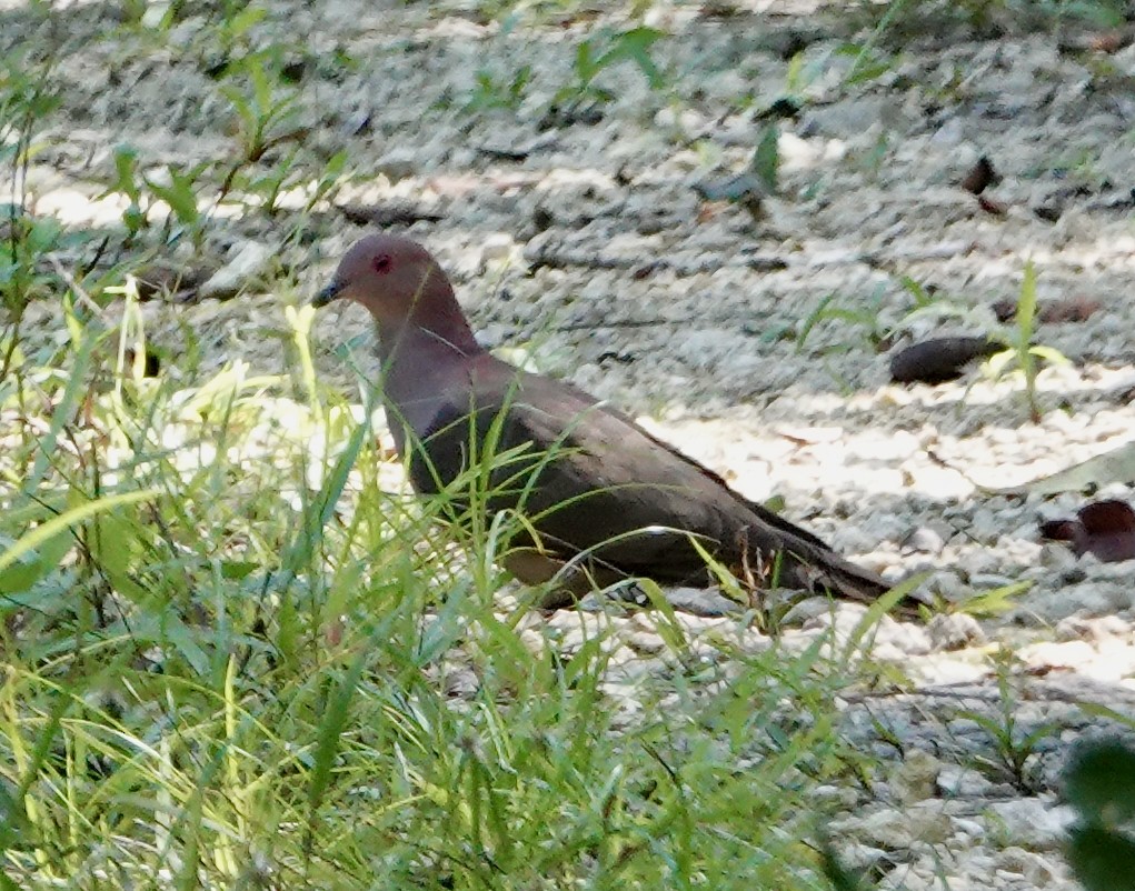 Short-billed Pigeon - Seth Ausubel