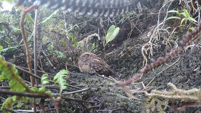 Engoulevent à queue d'aronde - ML611179855