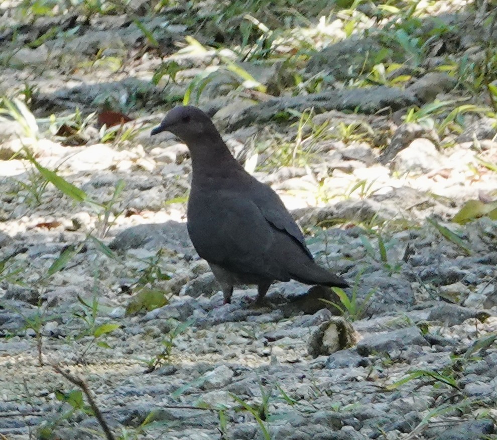 Pigeon à bec noir - ML611179867